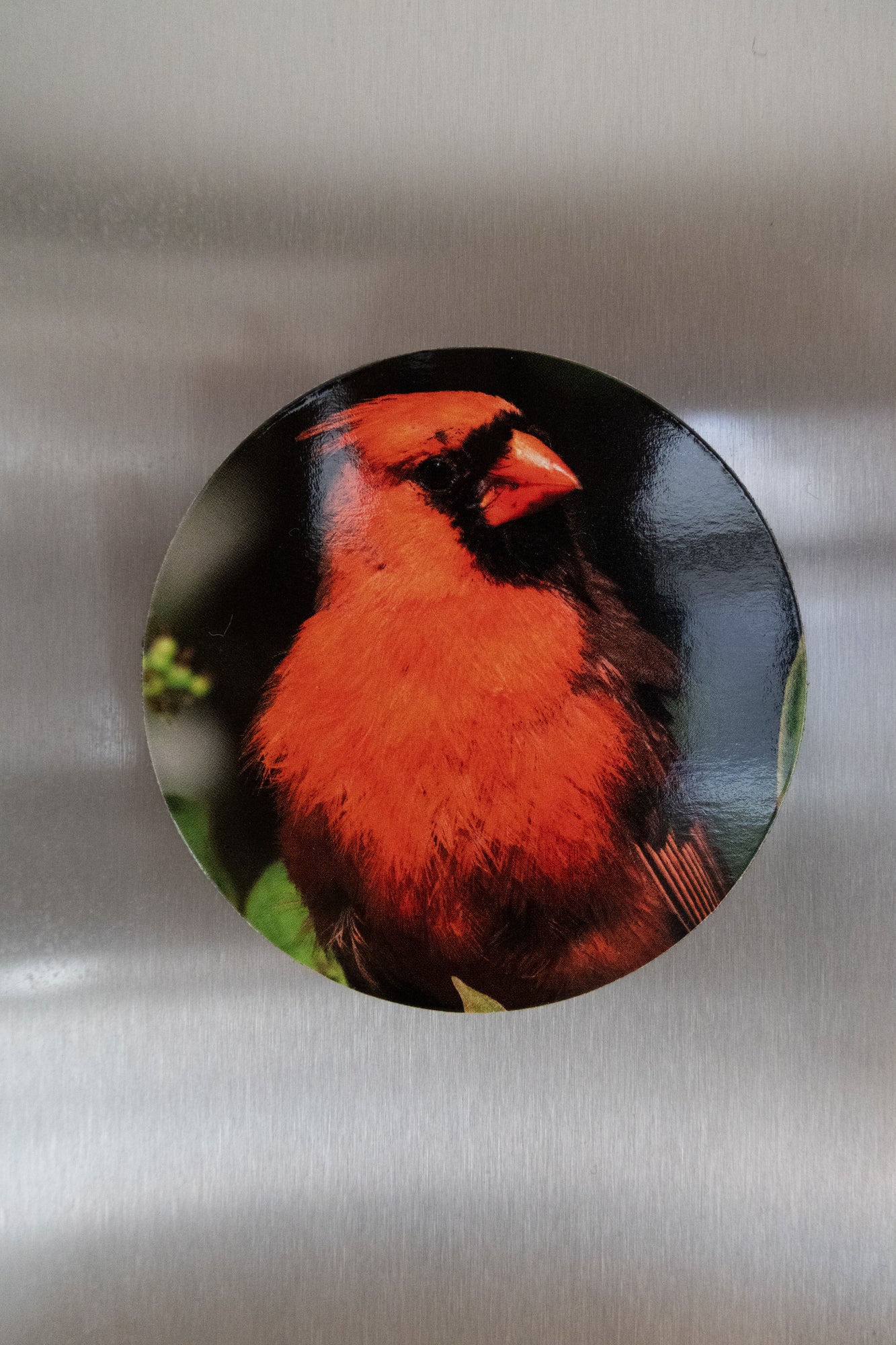 Bird Magnets