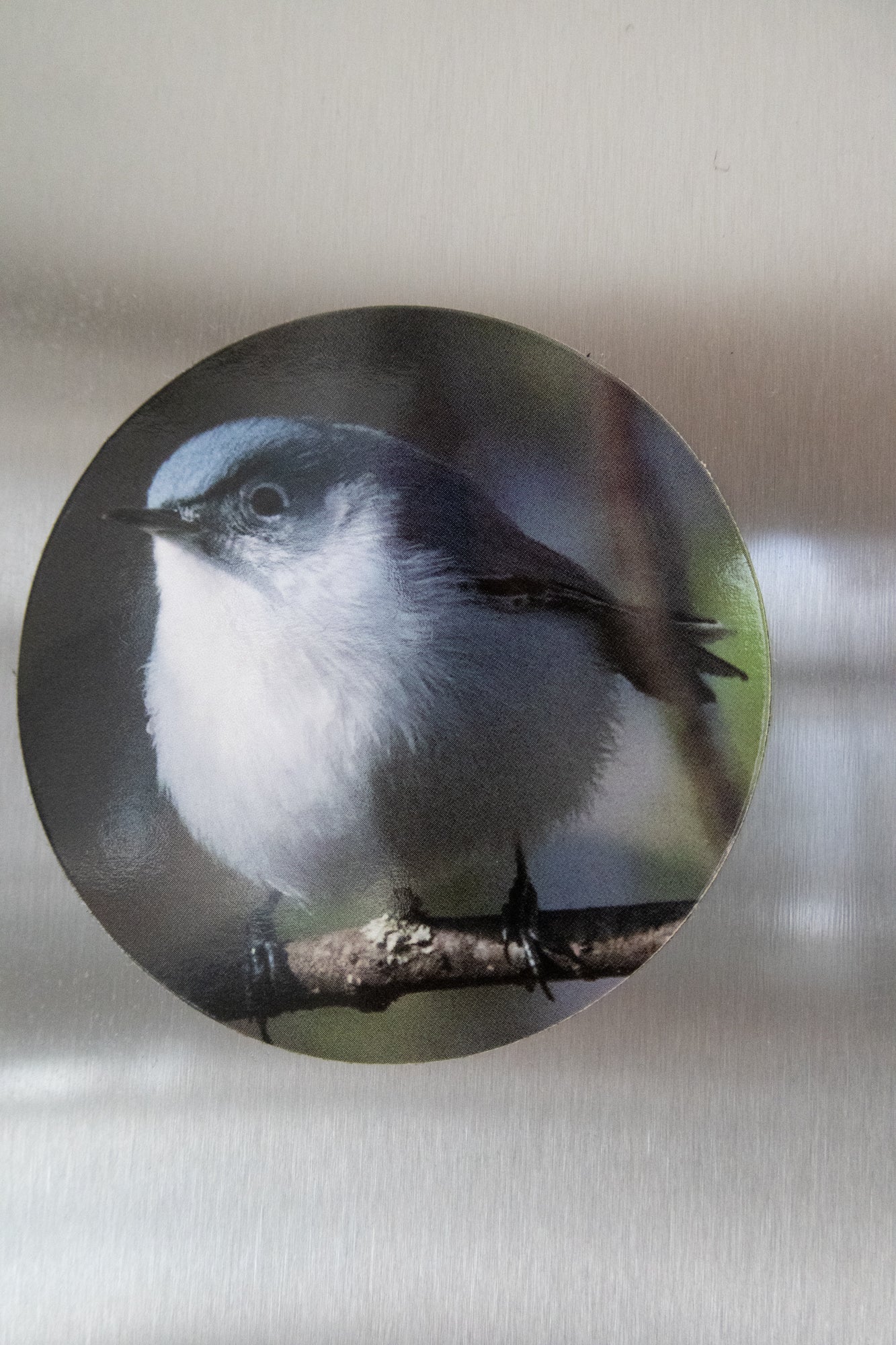 Bird Magnets