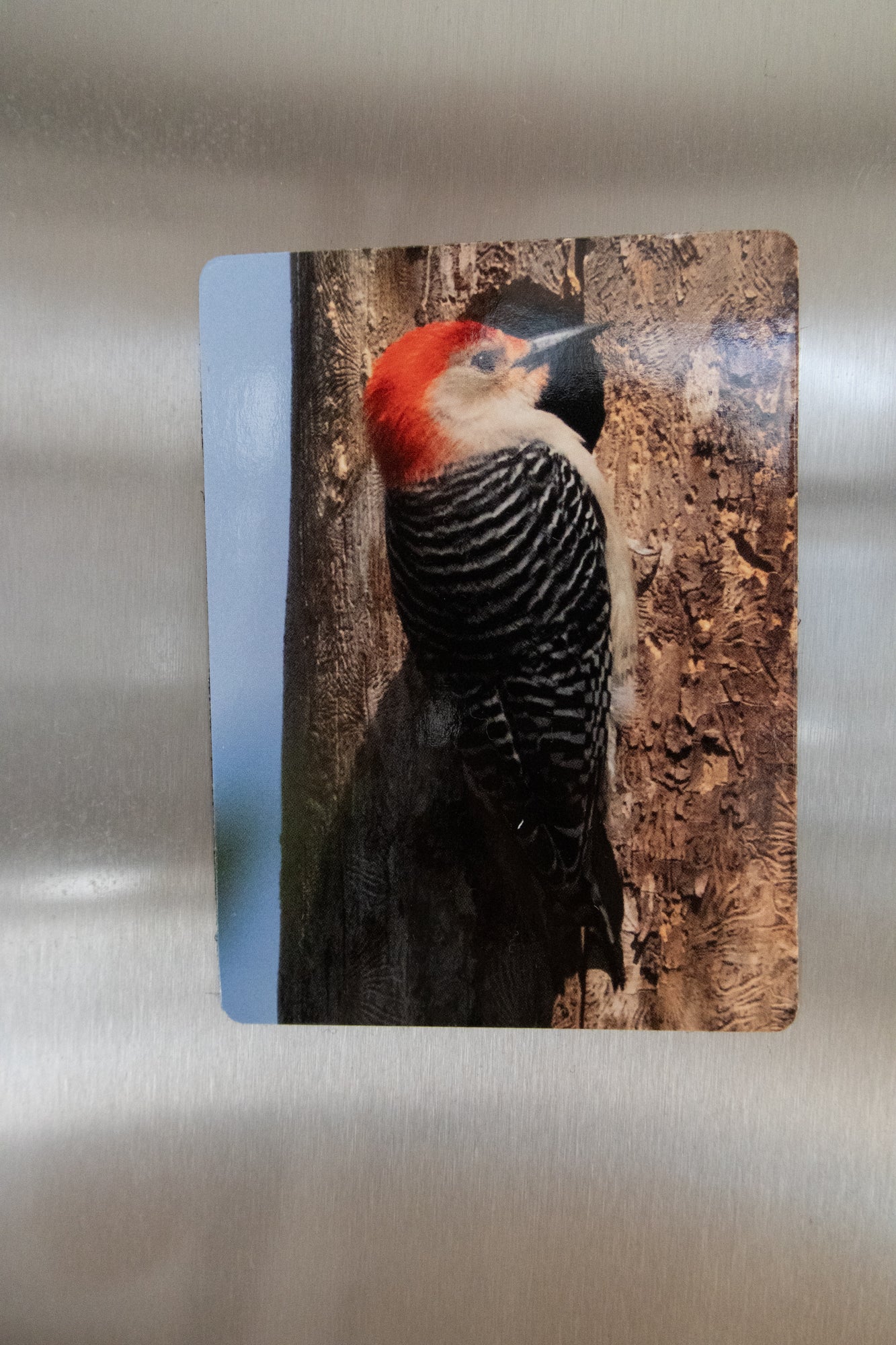 Bird Magnets