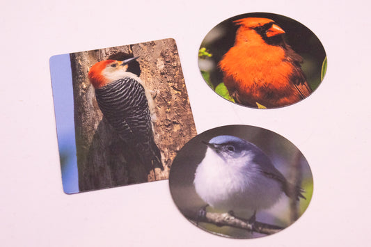 Bird magnets